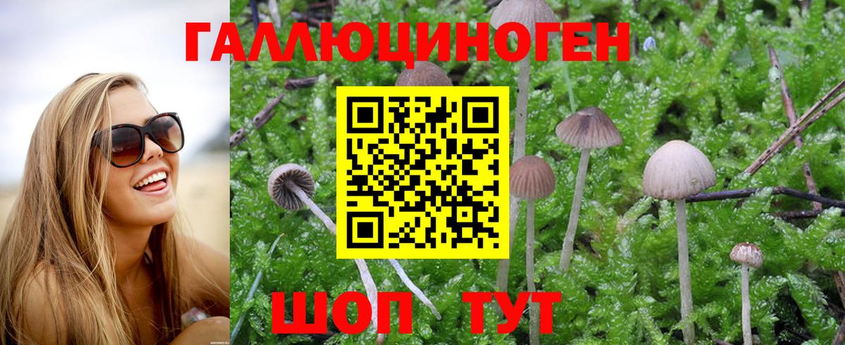 Псилоцибиновые грибы Psilocybe Вязники